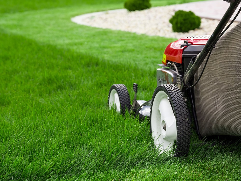 Newton Mowers and Motors